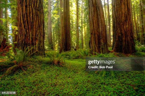Norcal Trees Redwood Trees In Northern California High-Res Stock Photo - Getty Images