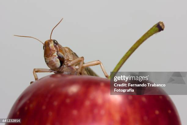 Cherry Cockroach 393 Cockroach In Food Stock Photos, High-Res Pictures, and Images ...