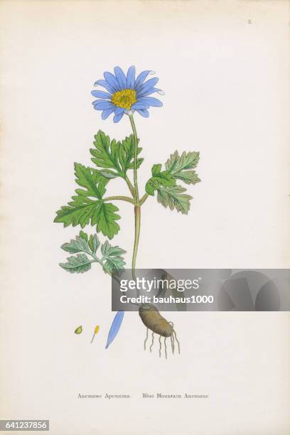 blue mountain anemone, anemone, anemone apennina, victorian botanical illustration, 1863 - anemone apennina stock illustrations