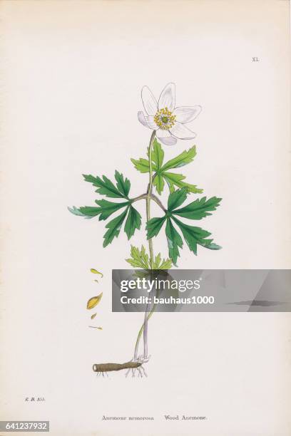 wood anemone, anemone, anemone nemorosa, victorian botanical illustration, 1863 - anemone apennina stock illustrations