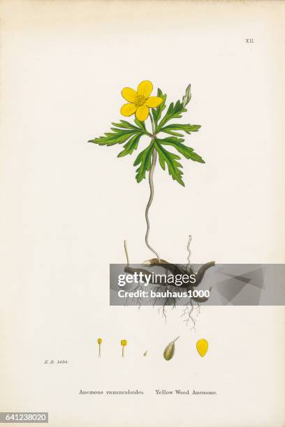 yellow wood anemone, anemone, anemone ranunculoides, victorian botanical illustration, 1863 - anemone apennina stock illustrations