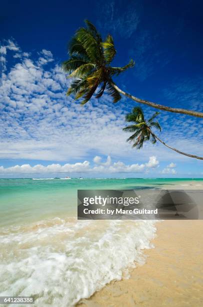 pigeon point beach, tobago, trinidad & tobago - trinidad and tobago 個照片及圖片檔