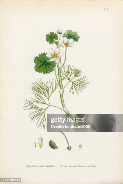 crowfoot, ranunculus heterophyllus, victorian botanical illustration, 1863 - jackfruit stock illustrations