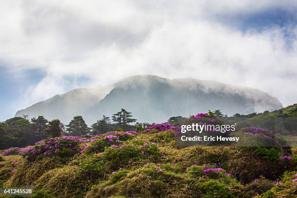 view of mt. hallasan in spring - spring mountains stock pictures, royalty-free photos & images