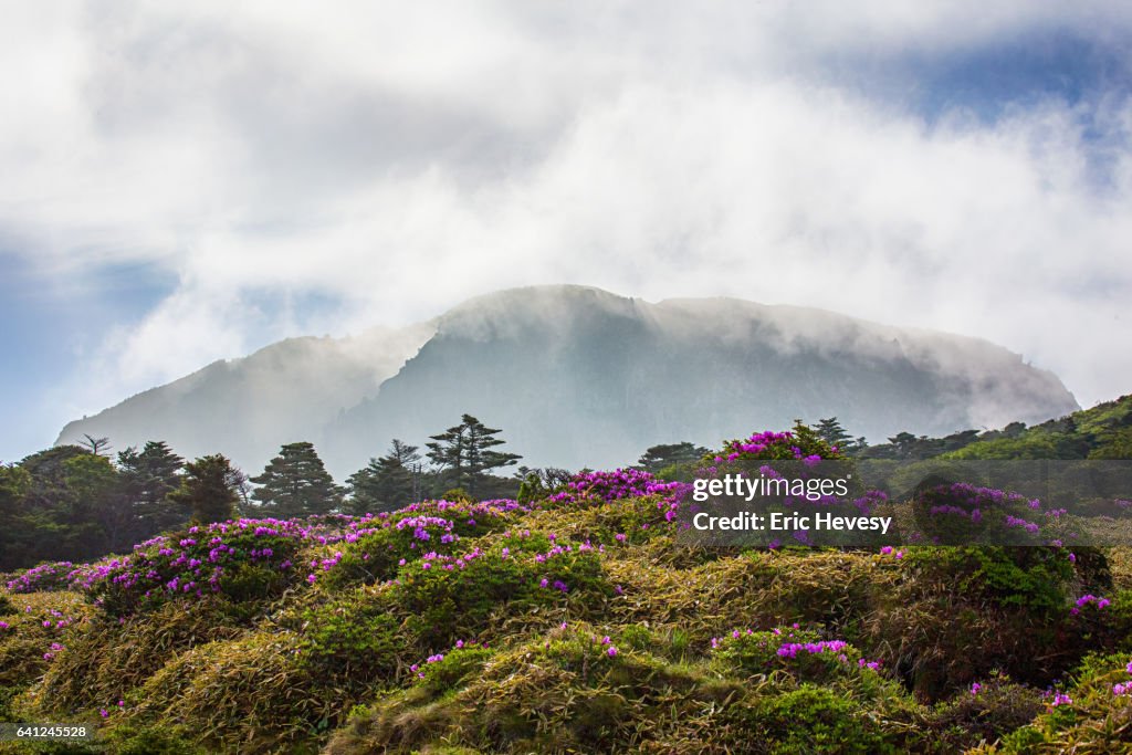 View of Mt. Hallasan in Spring