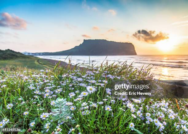 sunrise peak with flower foreground, jeju island - jeju stock-fotos und bilder