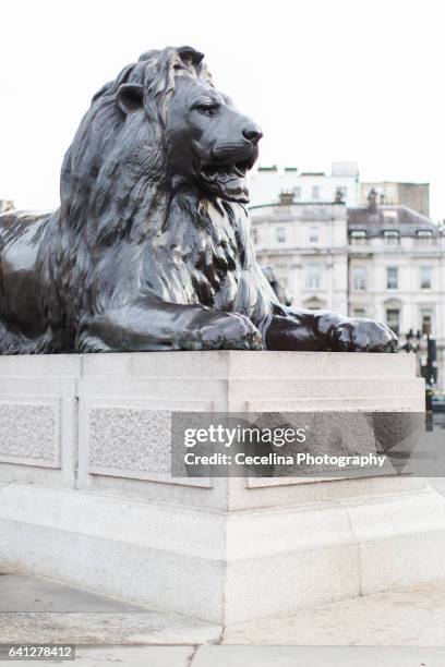 lion at nelson's column trafalgar square in london - ネルソンの記念碑 ス�トックフォトと画像