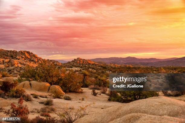 lever du soleil à joshua tree national park - arbre de josué photos et images de collection