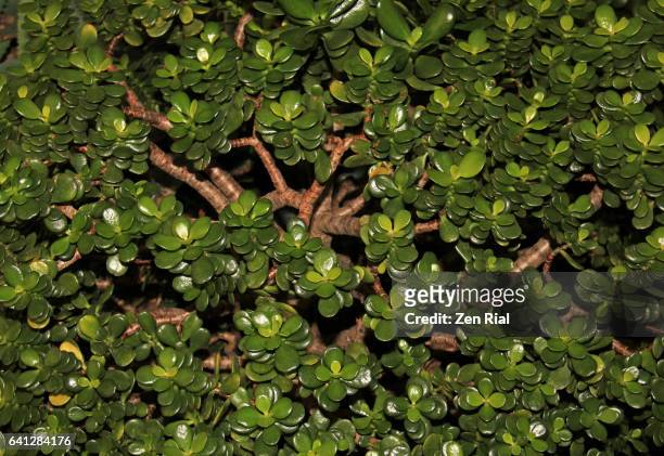 crassula ovata - jade plant - friendship tree - lucky plant - money tree - ovata stock pictures, royalty-free photos & images