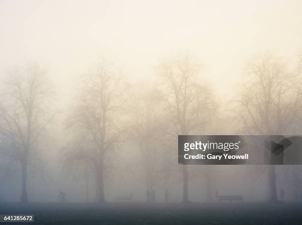 greenwich park with trees and mist - かすみ ストックフォトと画像