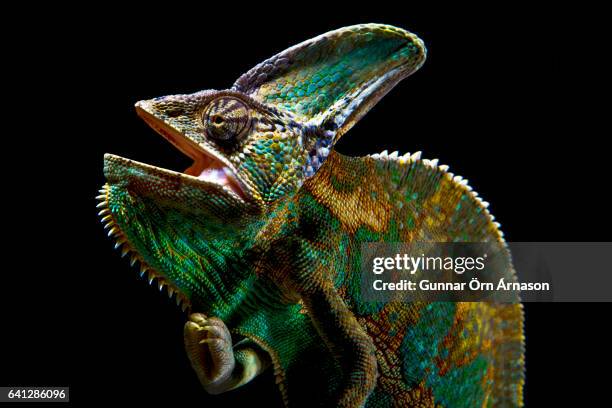 chameleon on a black background - gunnar örn árnason stock-fotos und bilder