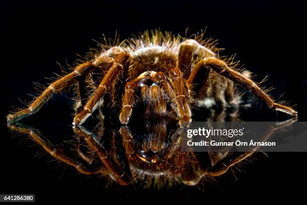 tarantula spider - gunnar örn árnason stock-fotos und bilder