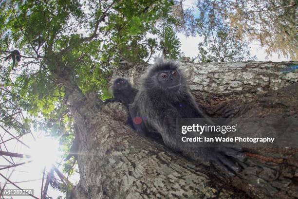 wide angle photography of a silvery lutung monkey climbing out of a tree at kuala selangor nature park in malaysia - silvered leaf monkey stock pictures, royalty-free photos & images