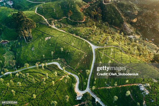 aerial view on tea plantation in sri lanka - sri lanka stock pictures, royalty-free photos & images