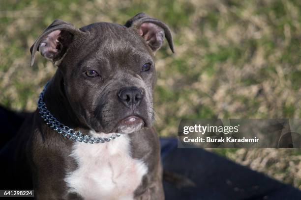 american bully puppy - strong pitbull stock pictures, royalty-free photos & images