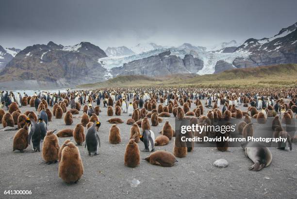 busy times - south georgia island stock pictures, royalty-free photos & images