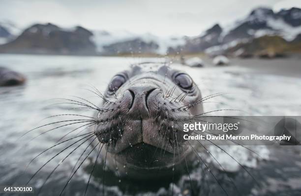 inspection 2 - elephant seal stock pictures, royalty-free photos & images
