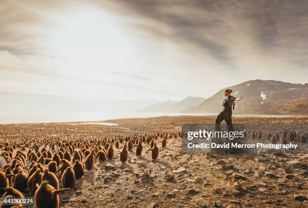 king of the kings - baby penguin imagens e fotografias de stock