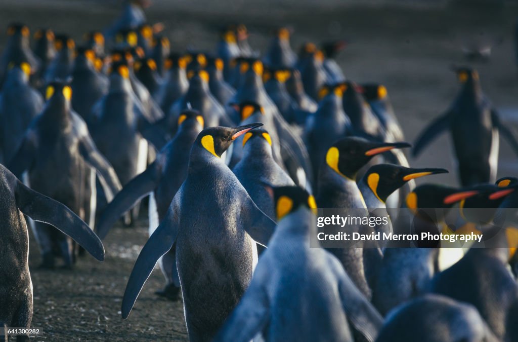 Marching away