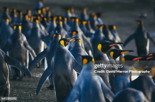 marching away - royal penguin stock pictures, royalty-free photos & images