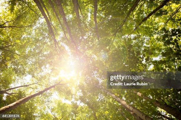 sunlight pesking through the tall tree's - bright chicago city lights stock pictures, royalty-free photos & images