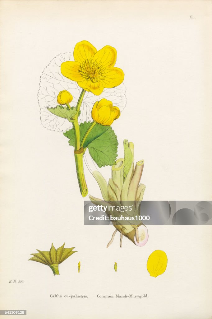 Marsh Marigold, Caltha eu-palustris, Victorian Botanical Illustration, 1863