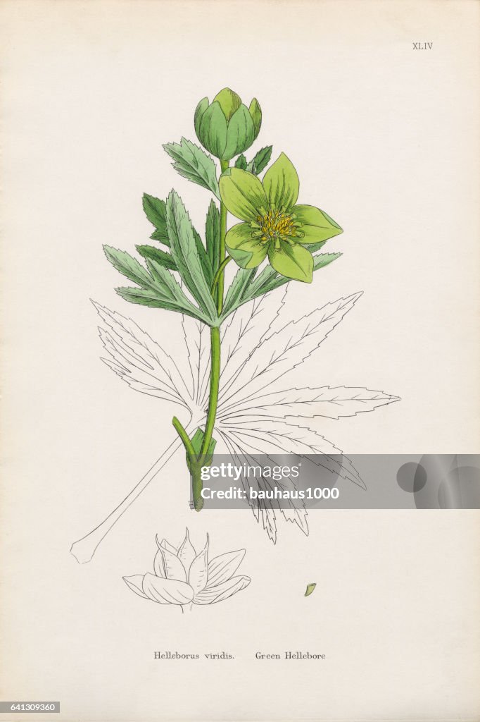 Green Hellebore, Helleborus viridis, Victorian Botanical Illustration, 1863
