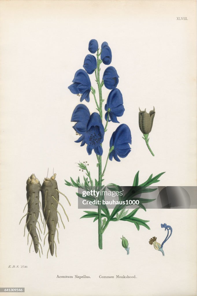 Common Monkshood, Aconitum Napellus, Victorian Botanical Illustration, 1863