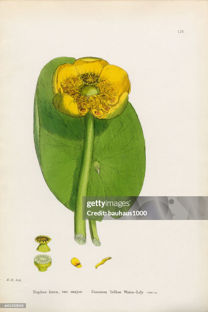 Common Yellow Waterlily, Nuphar lutea, Victorian Botanical Illustration, 1863