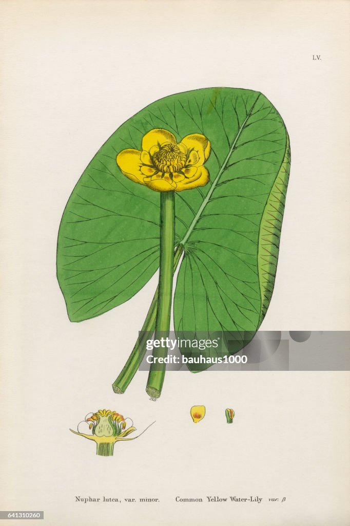 Common Yellow Waterlily, Nuphar lutea, Victorian Botanical Illustration, 1863