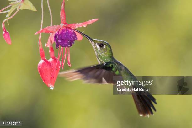 green-crowned brilliant hummingbird female feeding - green crowned brilliant hummingbird stock pictures, royalty-free photos & images