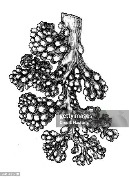 lung alveoli tree - capillary body part stock illustrations