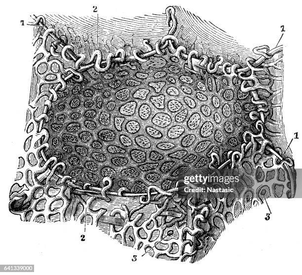 pulmonary alveolus - macrophage stock illustrations