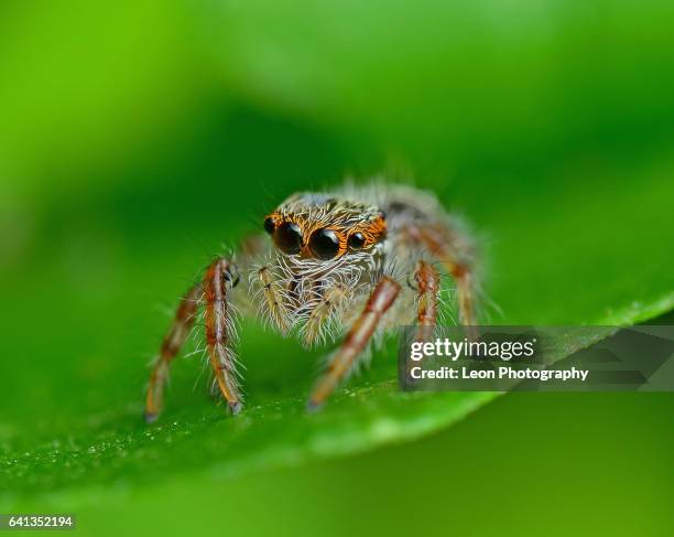 jumping spider - hairy asian stock pictures, royalty-free photos & images