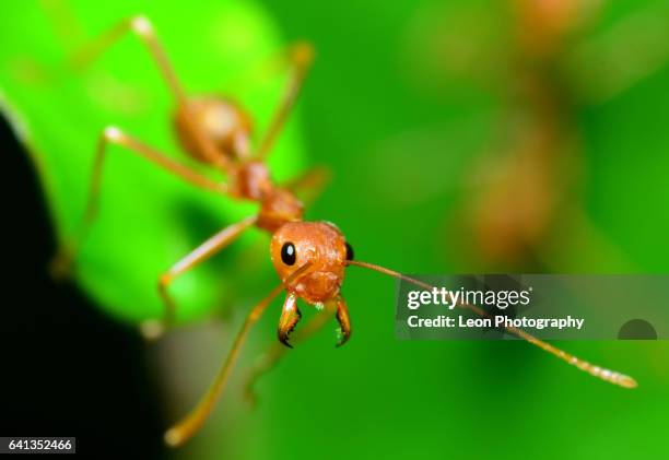 Anto Tree Tree Ants Photos and Premium High Res Pictures - Getty Images
