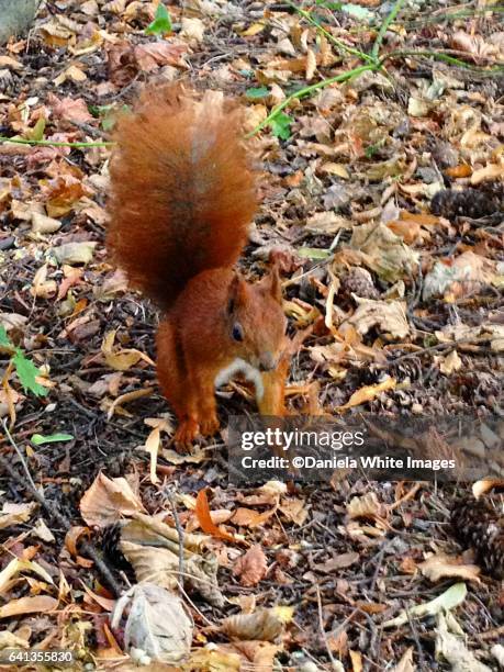 red squirrel - buschig stock-fotos und bilder