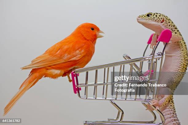 Bird and lizard speak in a shopping cart inside a supermarket