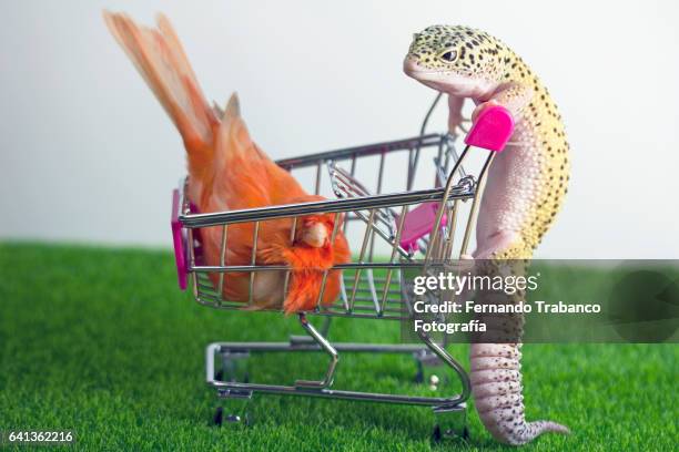 lizard pushes shopping cart with a canary inside - trasporti funebri foto e immagini stock