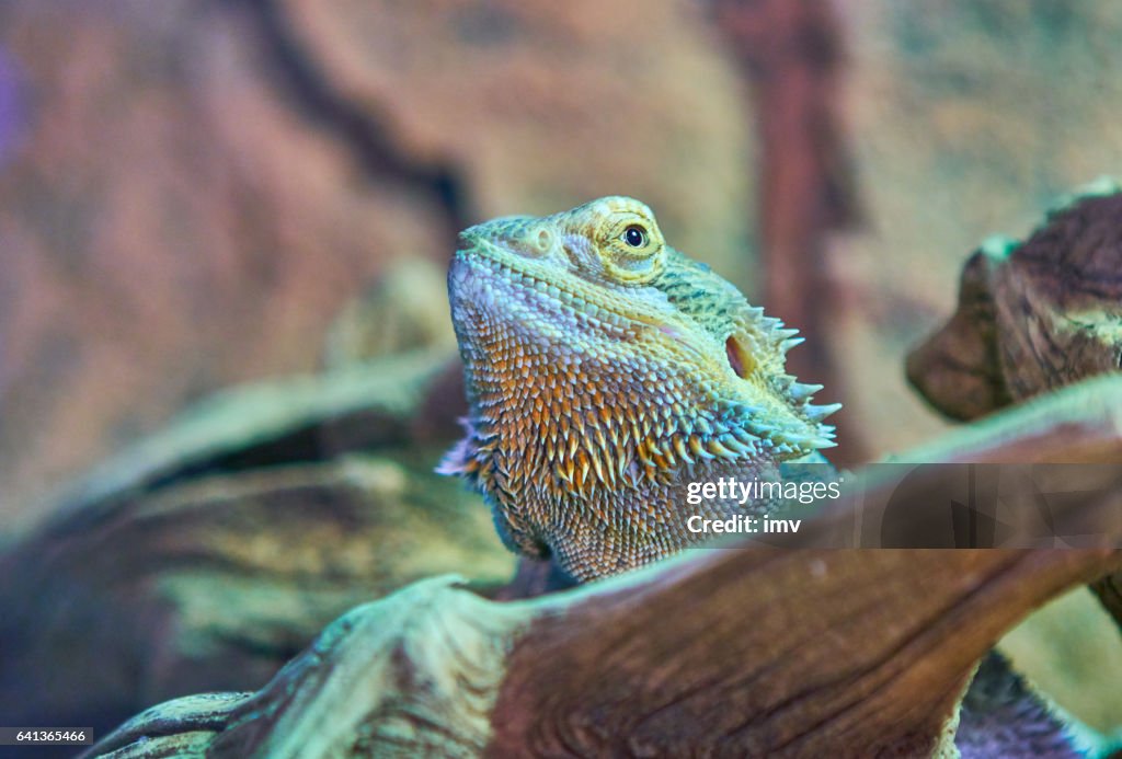 Sceloporus clarkii