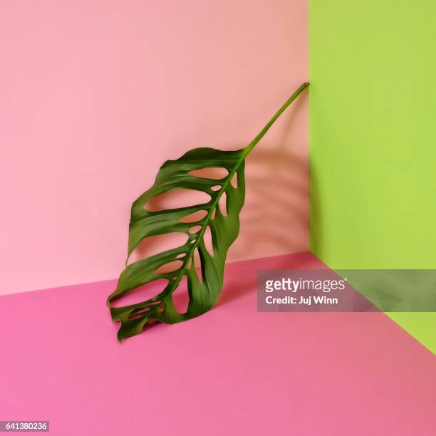 philodendron leaf leaning in corner of color-blocked background - colour block fotografías e imágenes de stock