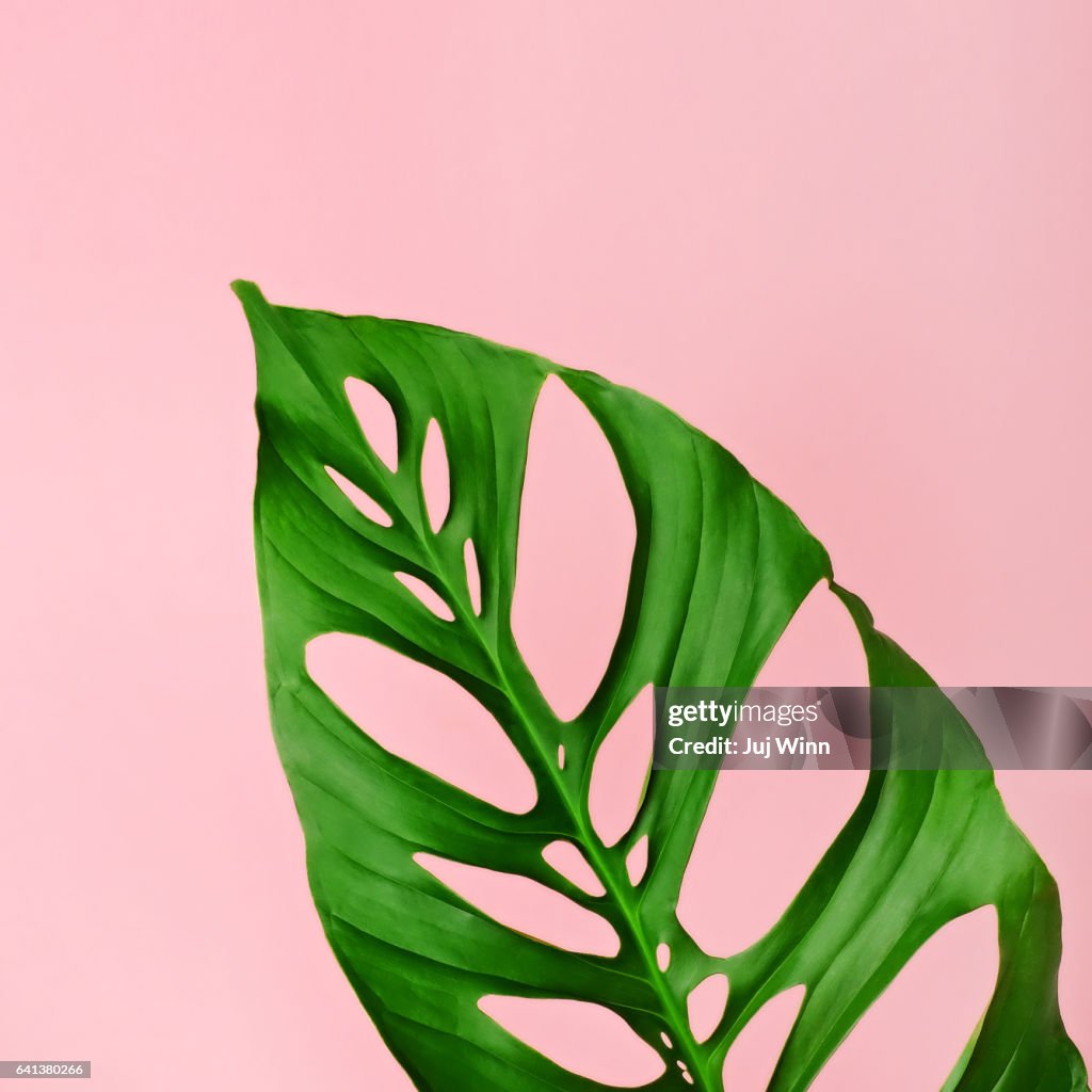 Philodendron leaf on pink