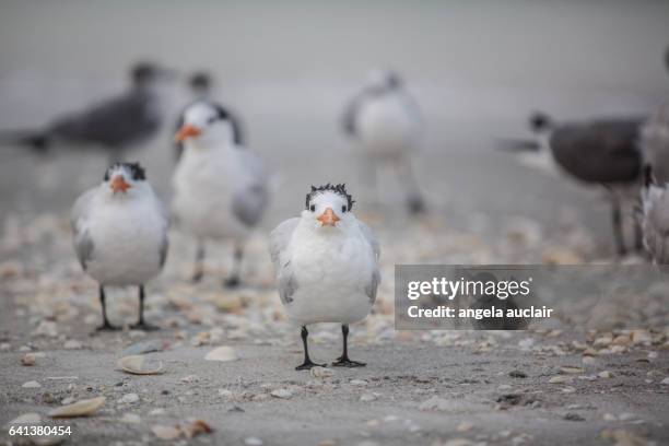 royal tern birds on sanibel island, florida - captiva island florida stock pictures, royalty-free photos & images