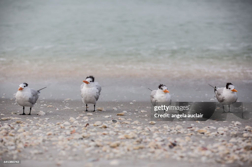 Royal Tern birds on Sanibel Island, Florida