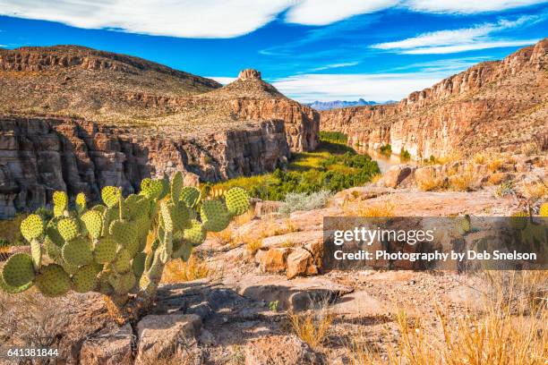 hot springs canyon and rio grande - cactus landscape stock pictures, royalty-free photos & images