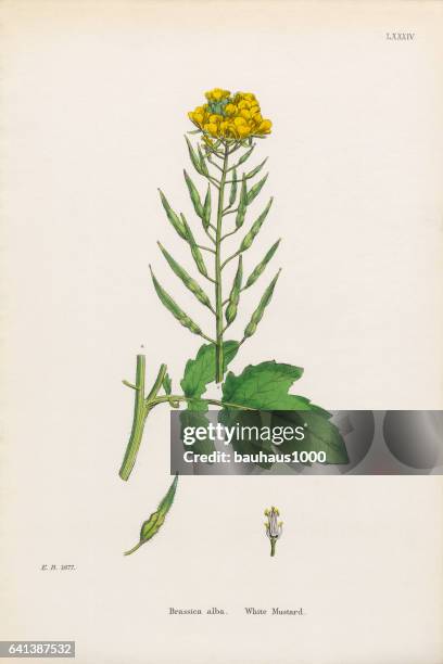 ilustrações, clipart, desenhos animados e ícones de branco, mostarda, brassica alba, ilustração botânica vitoriana, 1863 - bok choy