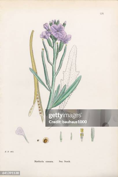 sea stock, matthiola sinuata, victorian botanical illustration, 1863 - matthiola stock illustrations