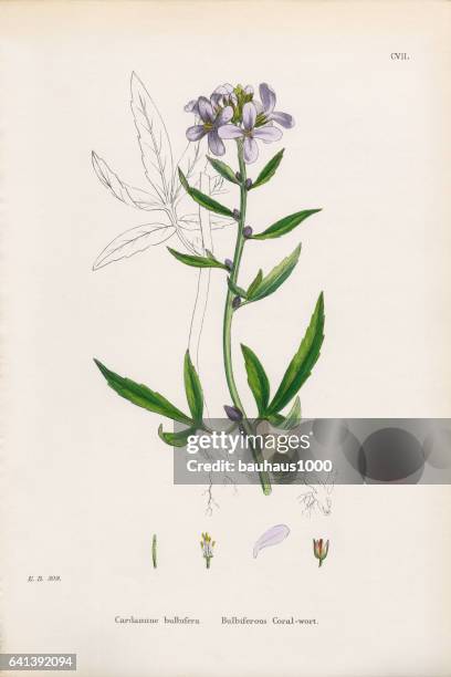 bulbiferious coralwort, cardamine bulbifera, victorian botanical illustration, 1863 - cardamine bulbifera stock illustrations