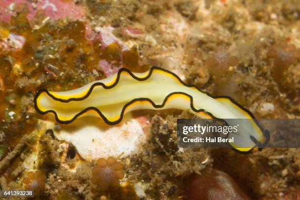 Polyclads Color 18 Polyclad Flatworm Stock Photos, High-Res Pictures, and Images ...