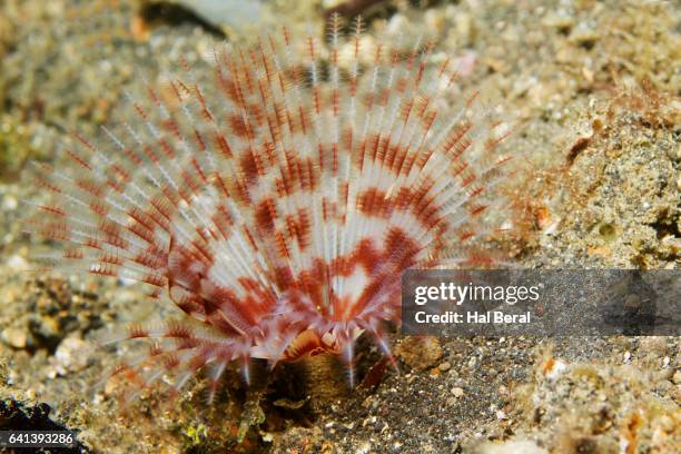 feather duster worm - feather duster worm stock pictures, royalty-free photos & images