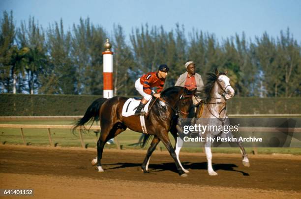 Iron Liege warms up before the Flamingo Stakes on March 2, 1957 at the Hialeah Park Race Track in Hialeah, Florida.